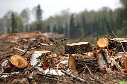 Верховным Судом Российской Федерации даны разъяснения в каких случаях рубка лесных насаждений признается незаконной